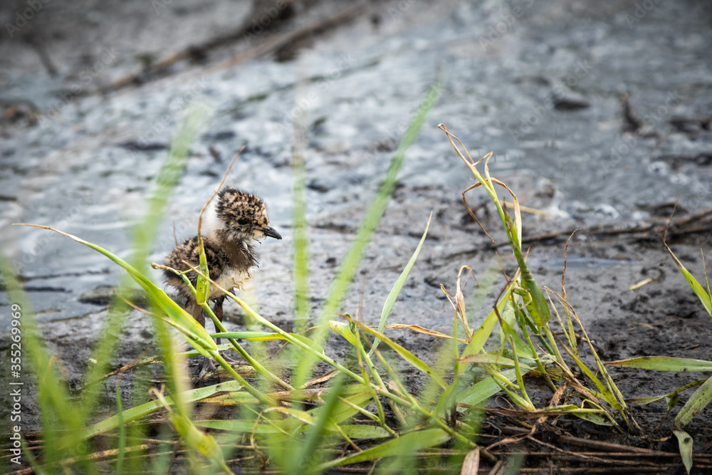 Fototapeta premium lapwing chick hiding in the grass