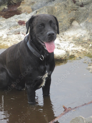 Un beau chien noir assis au bord de l eau