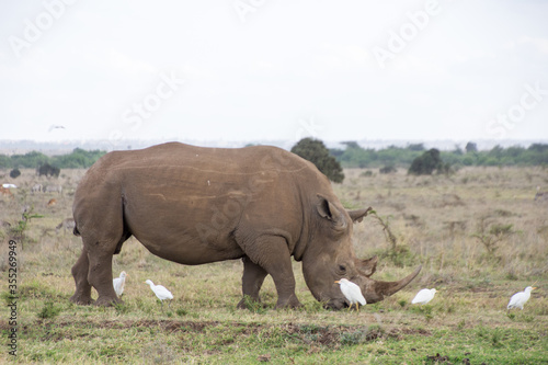 Baby Rhino with a freind © Hamidslens