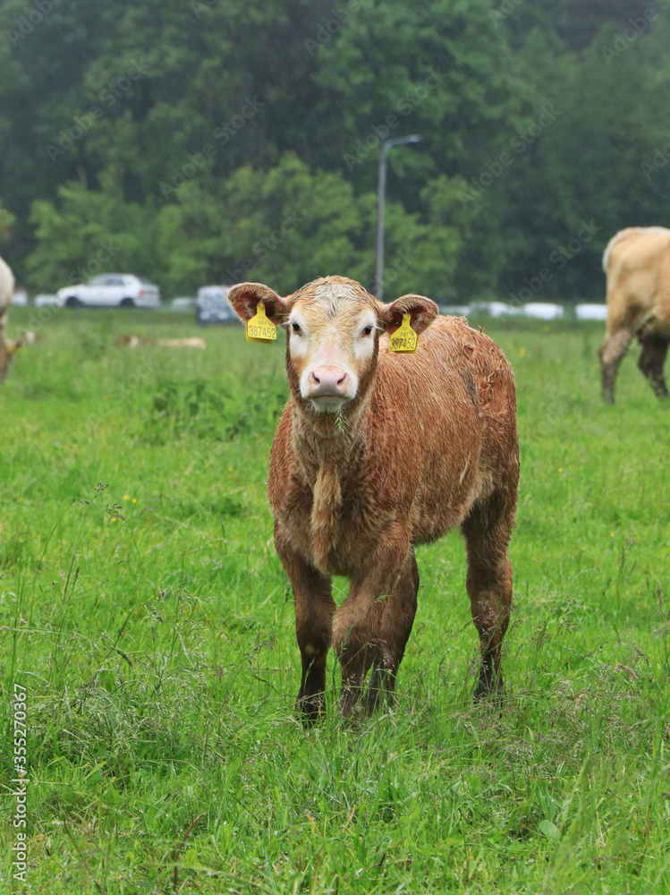 Burly young Czech spotted cattle proudly walks across the meadow and shoves their children's horns on everyone. Fun, full of life, there is still a lot to learn. Beskydy lands, Czech republic Burly young Czech spotted cattle proudly walks across the meadow and shoves their children's horns on everyone. Fun, full of life, there is still a lot to learn. Beskydy lands, Czech republic
