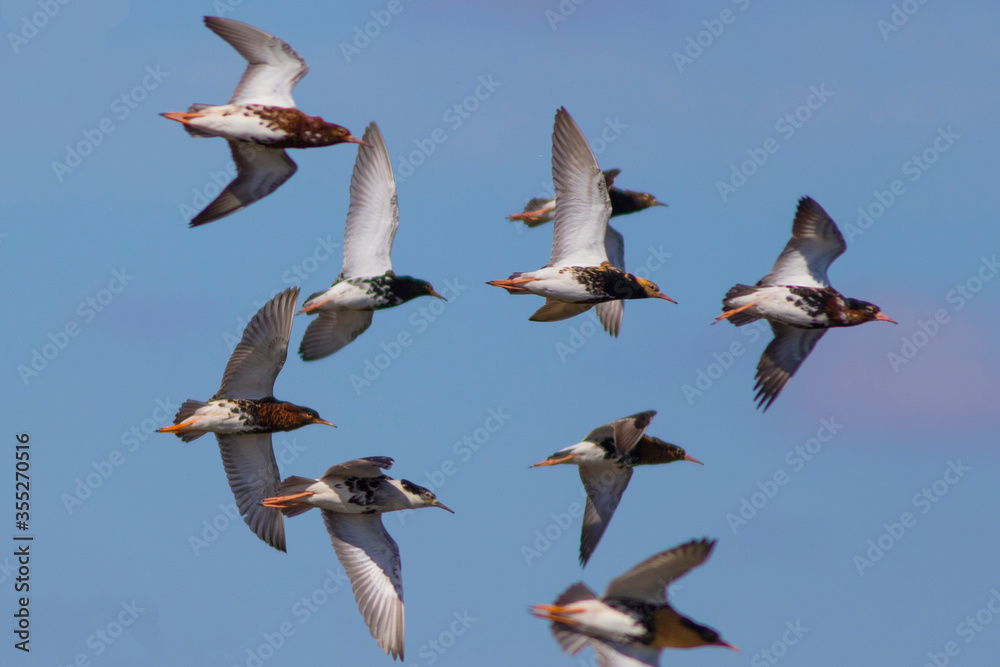 Fototapeta premium Sandpipers fly in the bright spring sky