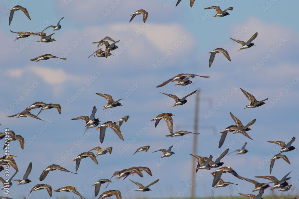 Fototapeta premium Sandpipers fly in the bright spring sky