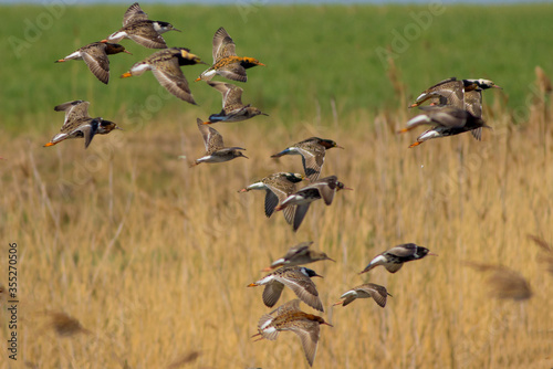 Sandpipers fly in the bright spring sky