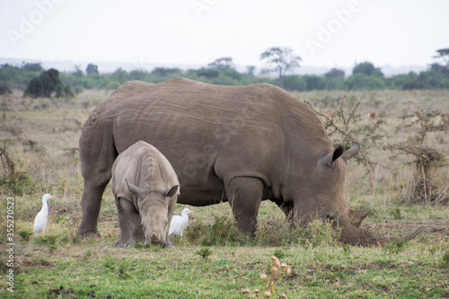 Baby Rhino with a freind