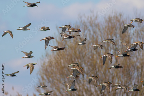 Sandpipers fly in the bright spring sky