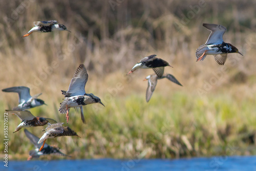 Sandpipers fly in the bright spring sky