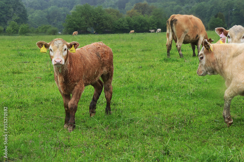 Young spotted cattle are happily walking towards the photographer. An active  trusting and curious cow that doesn t mind raining. In czech sland - Cervena straka  cestr. Bohemia  czech republic