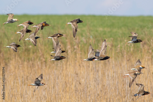Sandpipers fly in the bright spring sky