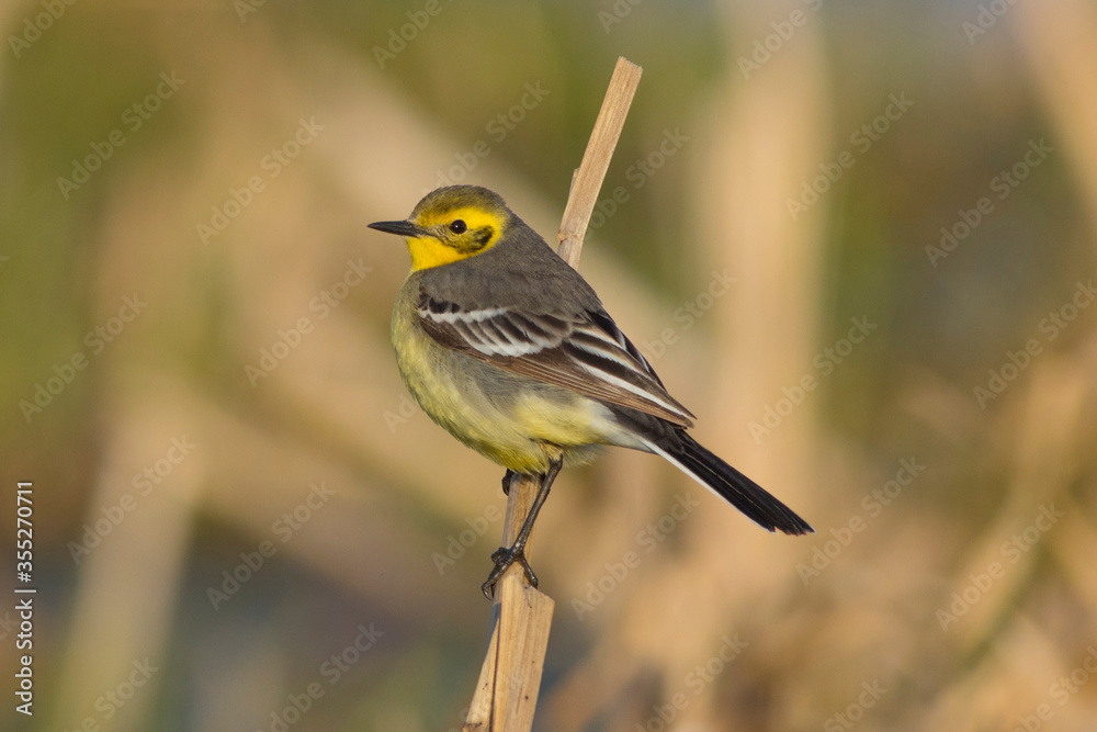 Yellow wagtail sitting on a dry reed
