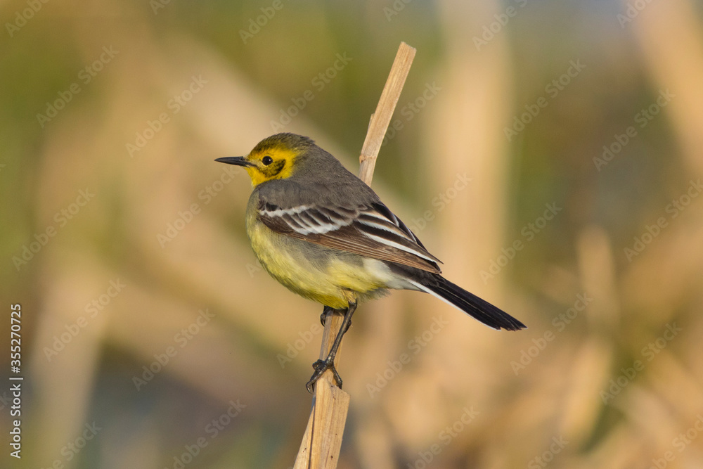 Fototapeta premium Yellow wagtail sitting on a dry reed