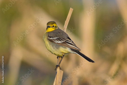 Yellow wagtail sitting on a dry reed