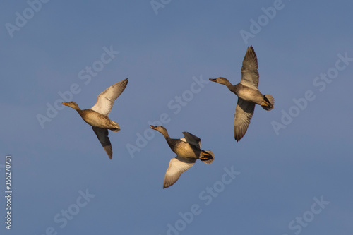 Sandpipers fly in the bright spring sky