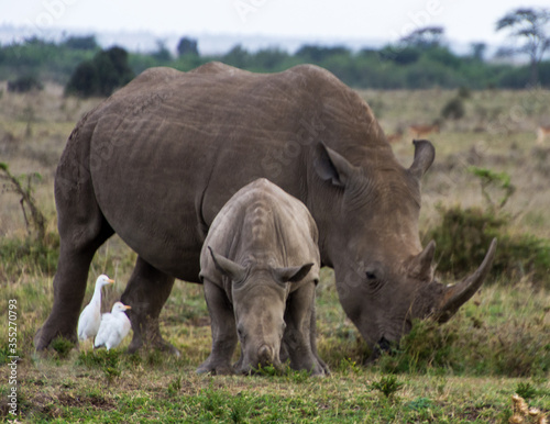 Baby Rhino with a freind