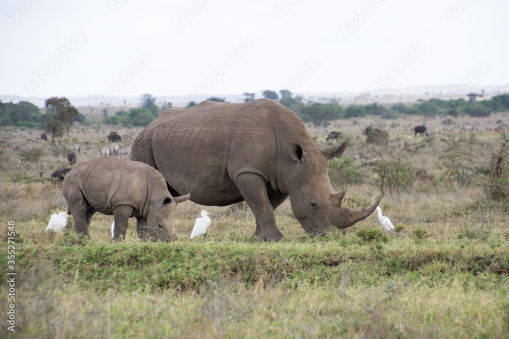 Baby Rhino with a freind Baby Rhino with a freind