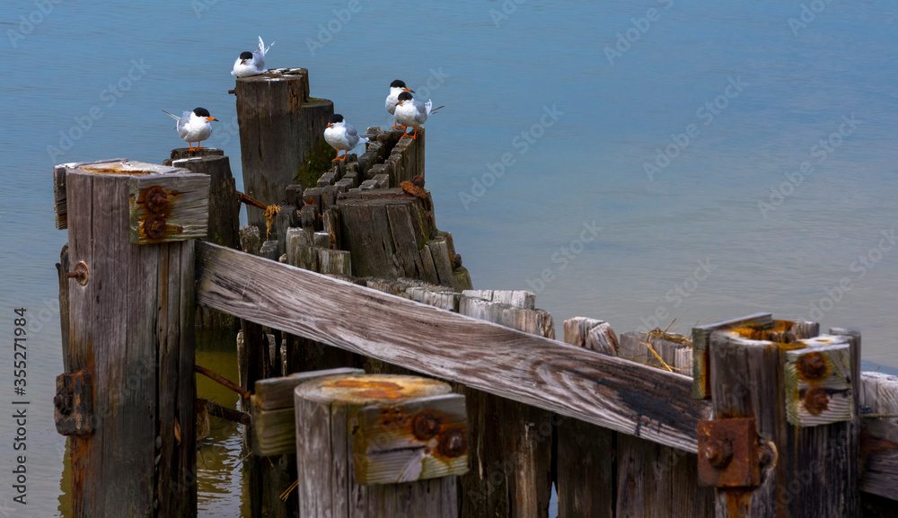 Fototapeta premium Birds Sitting on a Dock