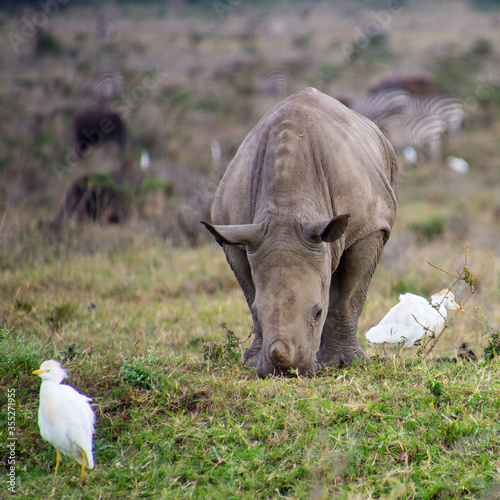 Baby Rhino with a freind photo