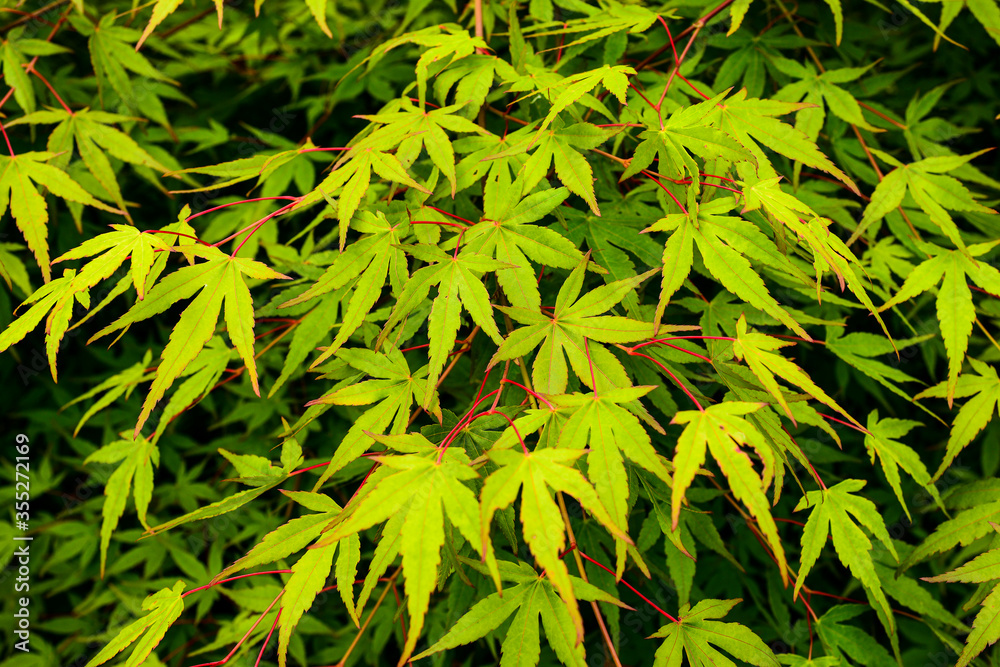 Fototapeta premium Young maple foliage natural background, Deciduous tree branch, beautiful carved maple leaves
