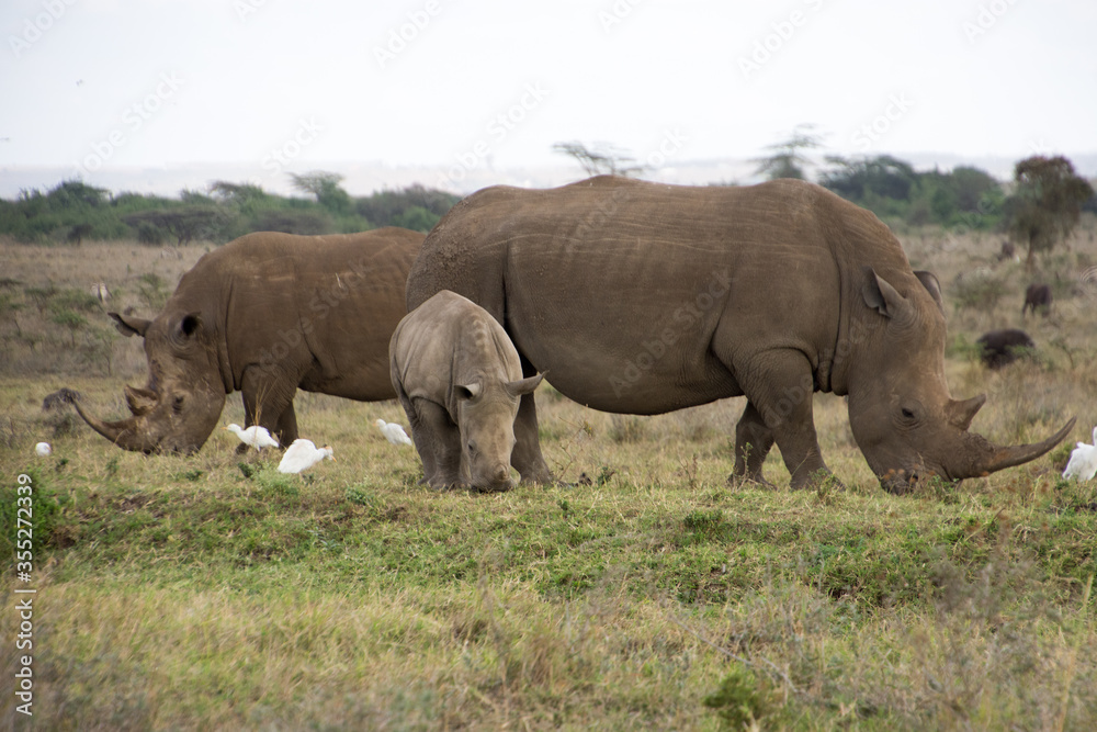 A Rhino accompanied with its baby in Nairobi National Park A Rhino accompanied with its baby in Nairobi National Park