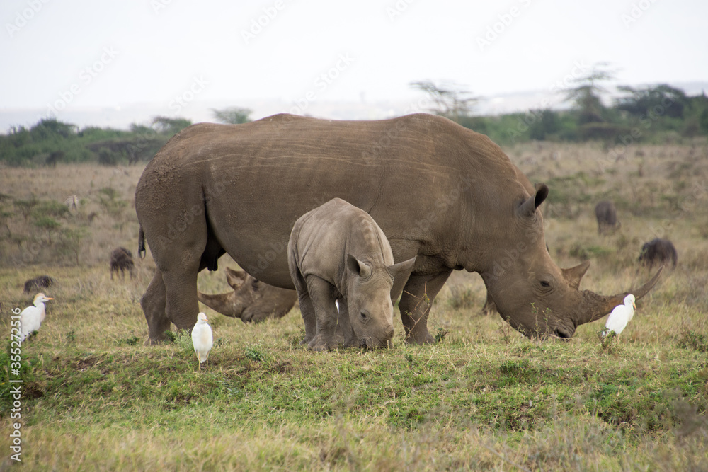 A Rhino accompanied with its baby in Nairobi National Park A Rhino accompanied with its baby in Nairobi National Park