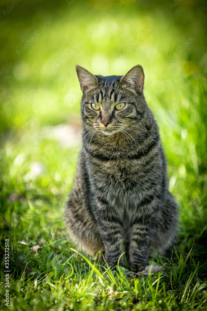 Grey cat on grass background