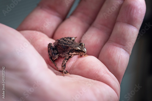 A small wet frog on the palm of your hand
