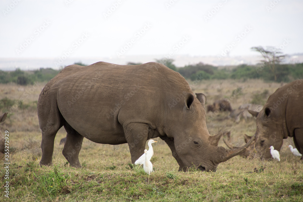 A Rhino accompanied with its baby in Nairobi National Park A Rhino accompanied with its baby in Nairobi National Park