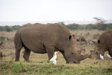 A Rhino accompanied with its baby in Nairobi National Park