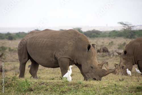 A Rhino accompanied with its baby in Nairobi National Park