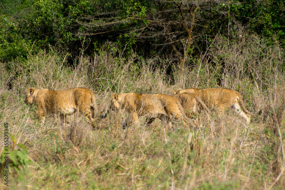 Naklejka premium Wild Life