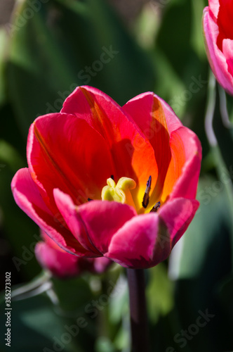 Close up of isolated red and pink tulip with a dark green background.