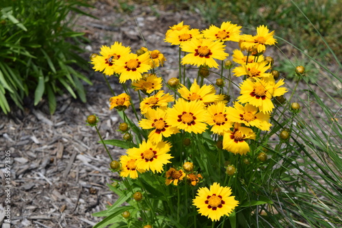 Yellow flowers sitting in a garden