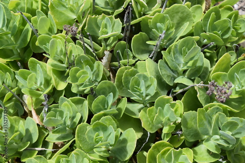 A garden filled with succulents