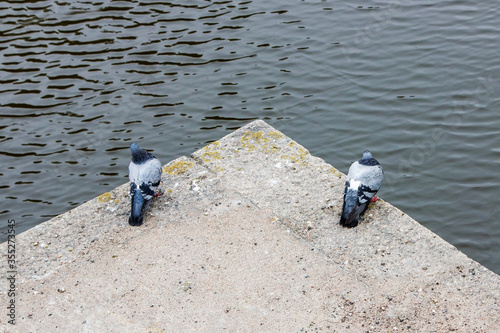 Two pigeons sit on a concrete slab at the water's edge, on opposite sides of the corner
