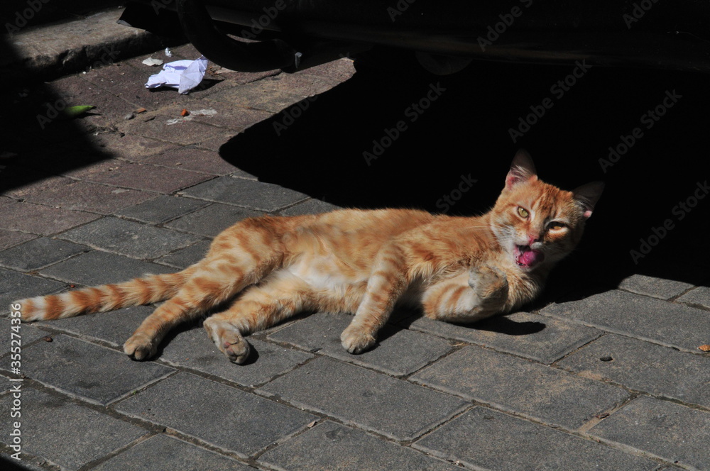 Fototapeta premium Street cat in Tanger medina, Northern Morocco