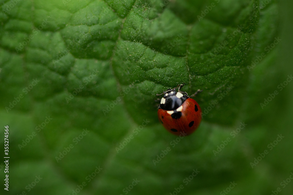 Obraz premium ladybug on green leaf