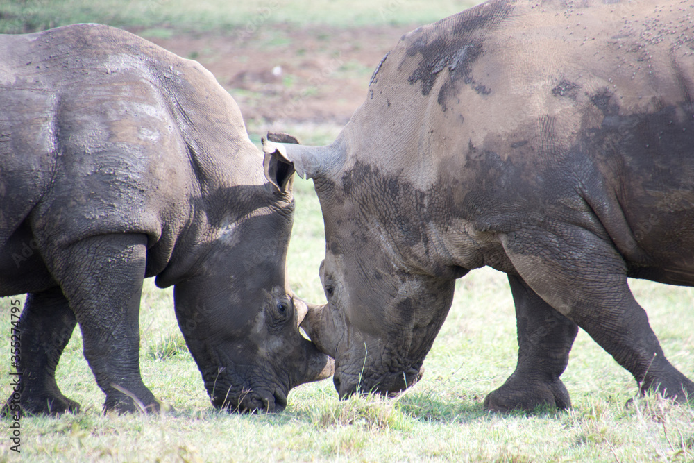 Fototapeta premium Two Rhinos fighting with their Horns Locked
