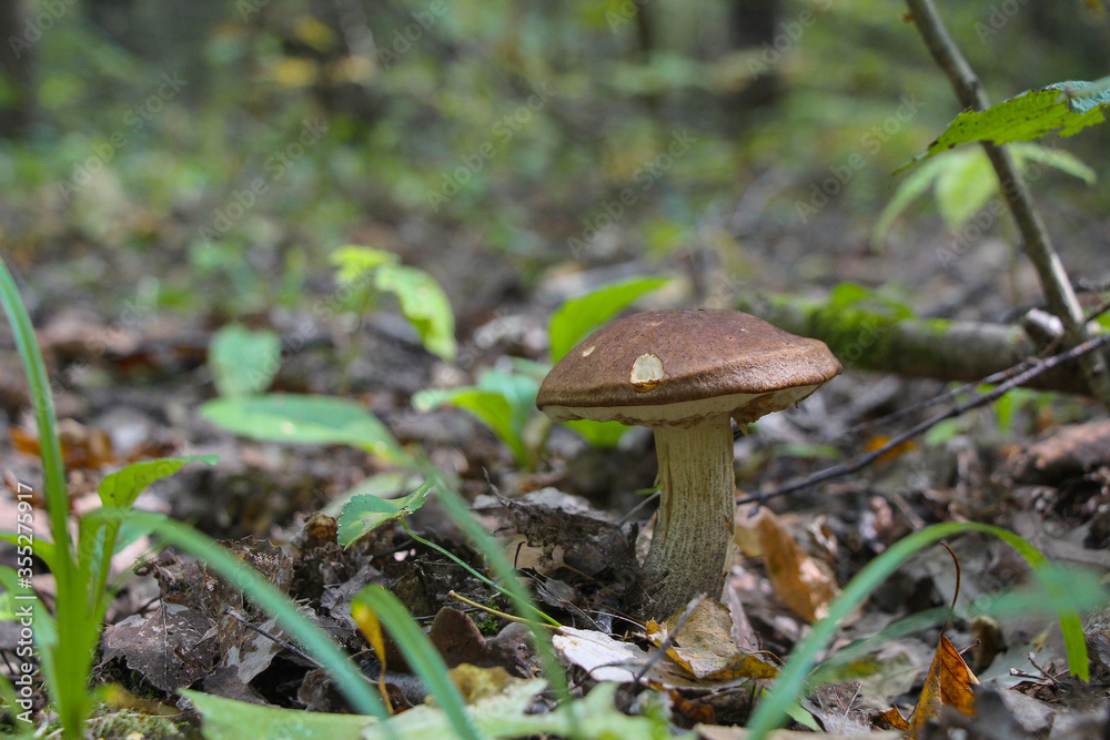 Close up view of birch bolete (Leccinum scabrum) mushroom, also known as rough-stemmed bolete or scaber stalk, growing in autumn forest among fallen leaves. Selective focus. Beauty in nature theme. Close up view of birch bolete (Leccinum scabrum) mushroom, also known as rough-stemmed bolete or scaber stalk, growing in autumn forest among fallen leaves. Selective focus. Beauty in nature theme.