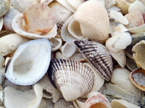 Bounty of Shells on Beaches ofSanibel Island  Florida  USA
