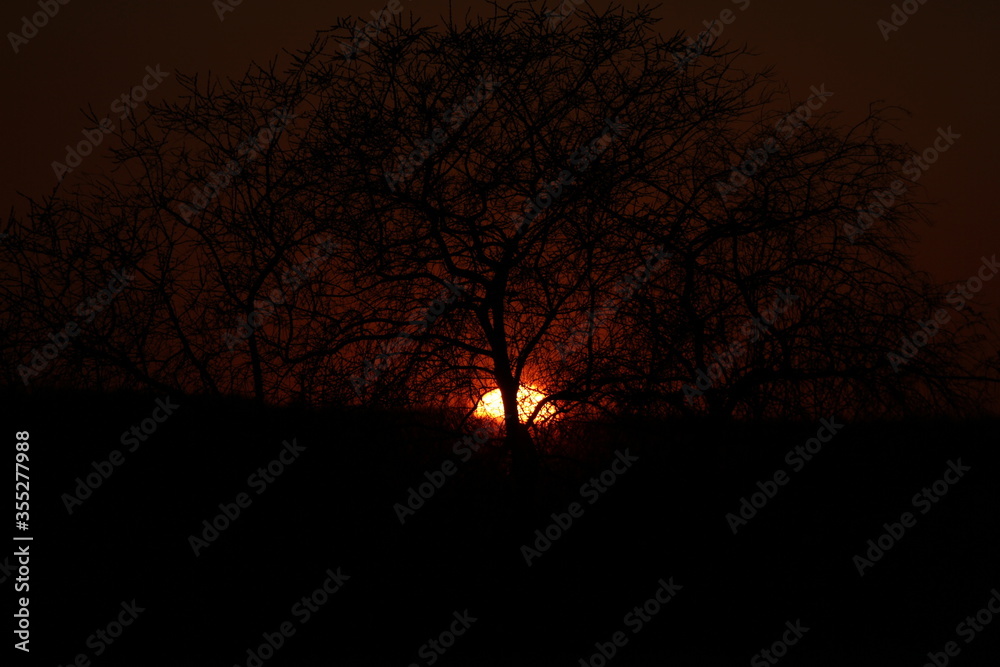 Sunset seen through the trees