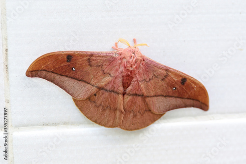 Emperor Gum Moth (Opodiphthera eucalypti) is a Australian moth caterpillars spread wings on a white wall photo