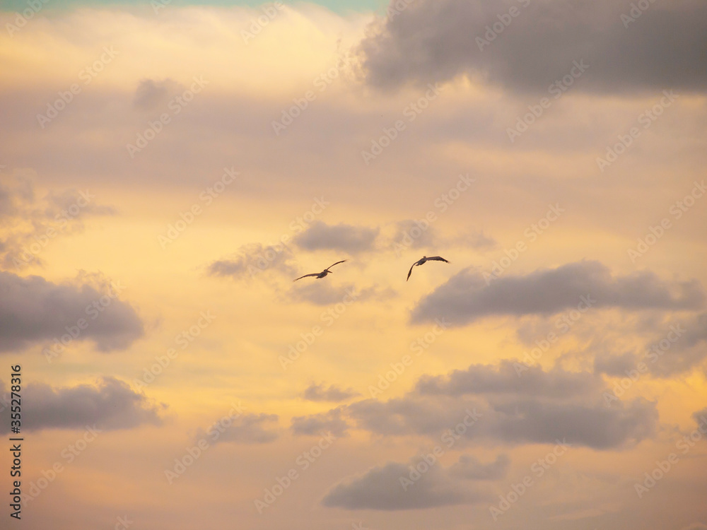 Pelicans in the Sky, Sanibel Island, Florida, USA