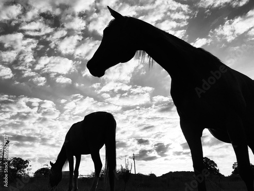 Horse silhouettes with clouds in sky background on farm in black and white.