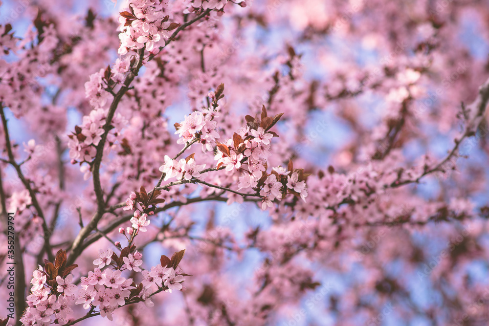 Cherry Blossoms Against A Blue Sky Background Cherry Blossoms Against A Blue Sky Background