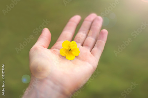 Female hand give yellow flower on green background. Symbol of generosity, hope, gift, care. Soulful concept