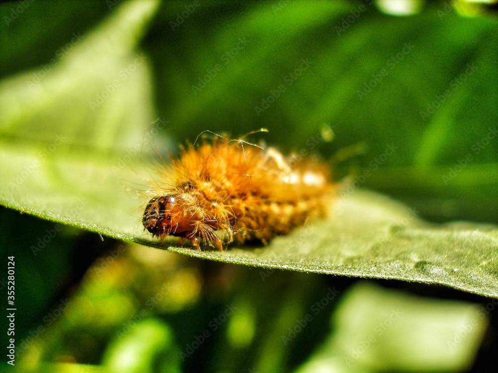 Fototapeta premium Brown caterpillar, larvae of Knot Grass Moth. Insect on green leaf. Acronicta rumicis caterpillar on green leaf. Close-up photo. Photo taken in garden in central Poland. Sunlight, vivid colors.