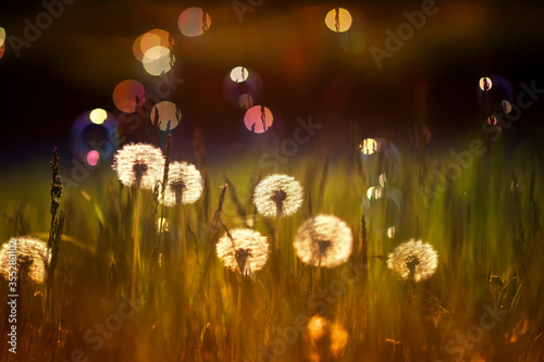 natural background with white fluffy round flowers dandelions and light seeds...