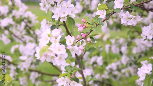 Cherry Blossom, Sakura Flower, Blossoming Cherry Tree In Full Bloom On Blue Sky Background, Beautiful Spring Flowers, Fresh Pink Flowers, Beauty Of Fresh Blossoms Petals