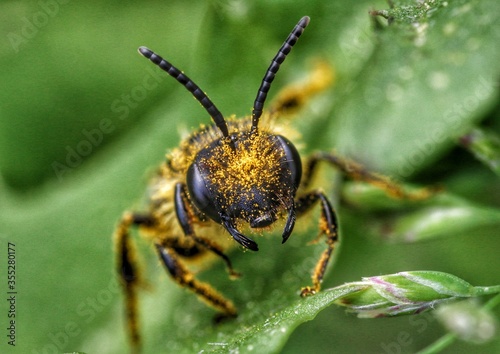 macro of a bee © Pavel