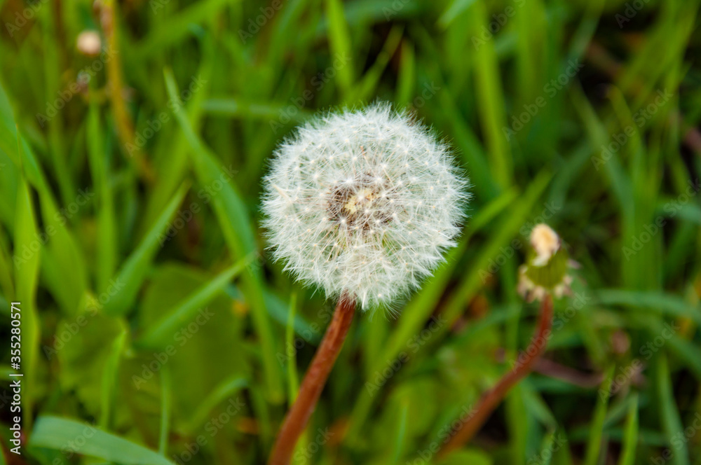 White fluffy dandelion in spring green grass White fluffy dandelion in spring green grass