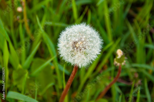 White fluffy dandelion in spring green grass